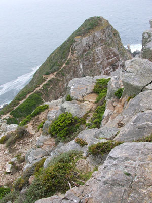 Cape Point Nature Reserve, near the light house, habitat of the black girdled lizard (Cordylus niger). Cape Point Nature Reserve, near the light house, habitat of the black girdled lizard (Cordylus niger).