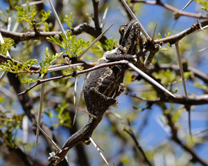 Little Karoo dwarf chameleon Little Karoo dwarf chameleon