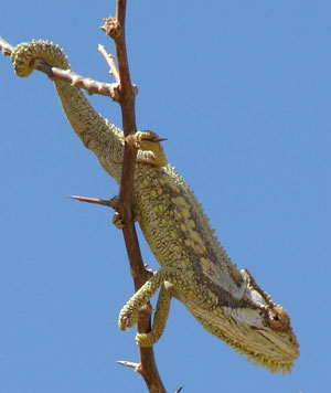 Little Karoo dwarf chameleon Little Karoo dwarf chameleon