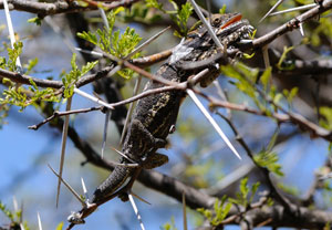 Little Karoo dwarf chameleon Little Karoo dwarf chameleon