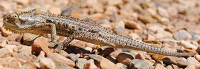 Little Karoo dwarf chameleon Little Karoo dwarf chameleon