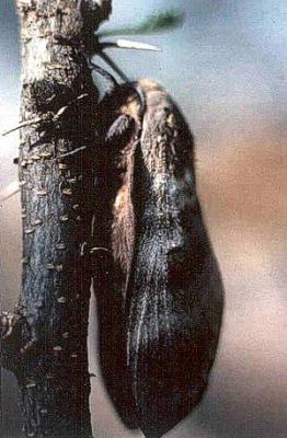 Gonometa postica moth Gonometa postica moth