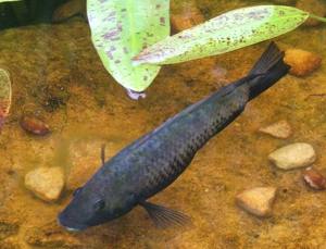 Otjikoto Tilapia in breeding coloration