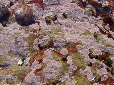 SA coralline algae 1 SA coralline algae 1