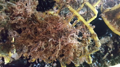 Japanese Skeleton Shrimp - population of the shrimp Japanese Skeleton Shrimp - population of the shrimp