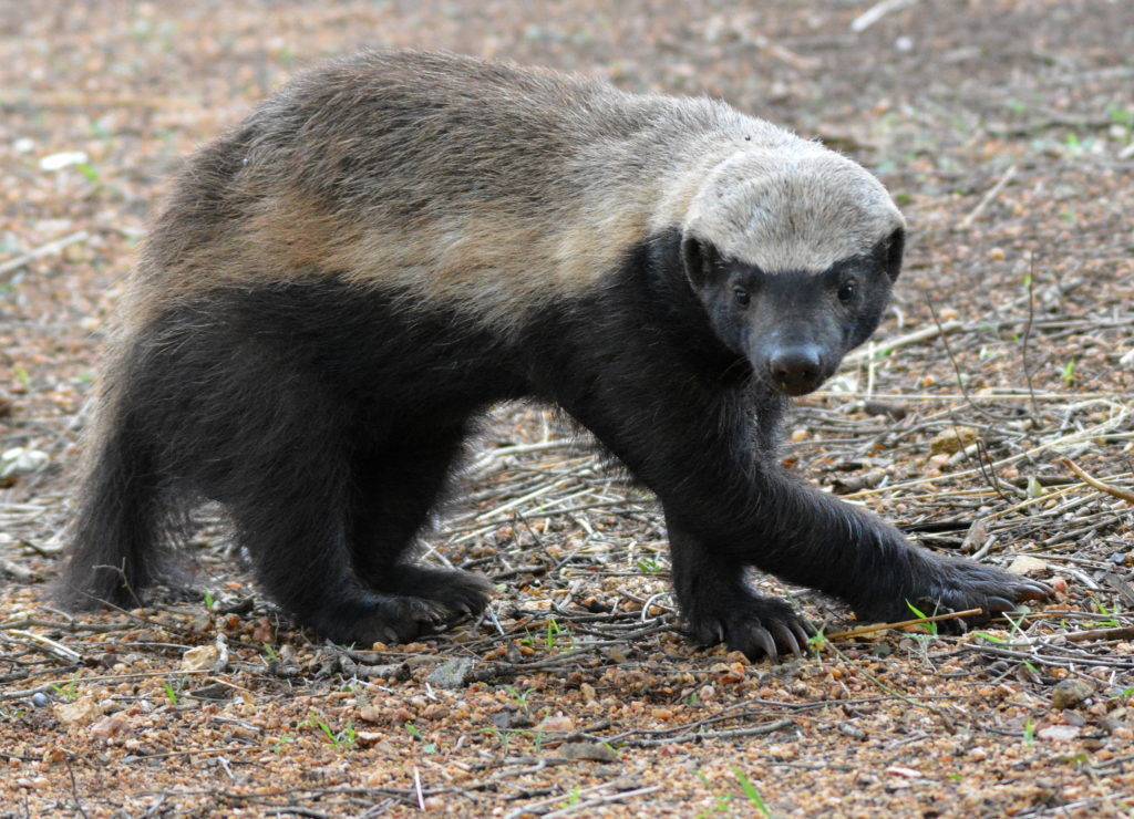 Honey Badger SANBI