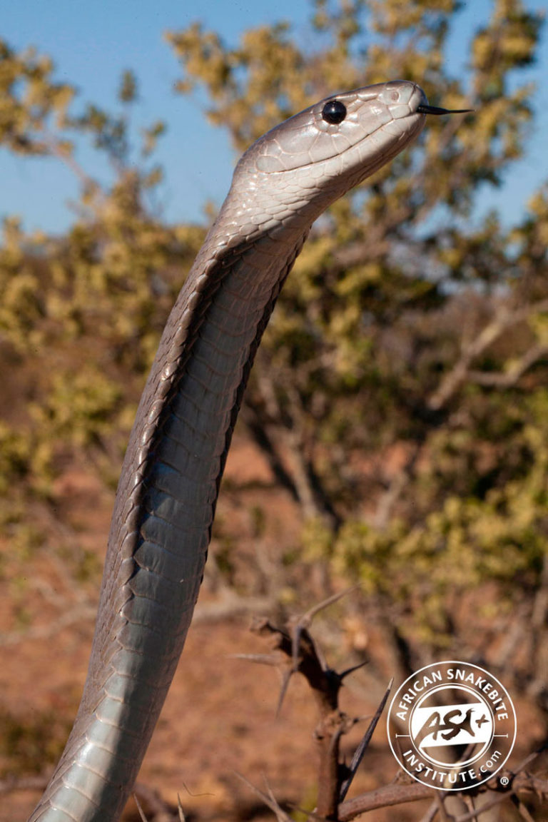 Black mamba - SANBI